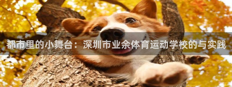 熊猫体育文化有限公司：都市里的小舞台：深圳市业余体育运动学校的与实践